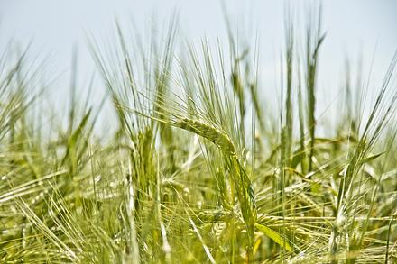 Пшеница яровая "Кинельская 60" - семена