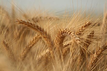 Пшеница яровая "Красноуфимская 100" - семена