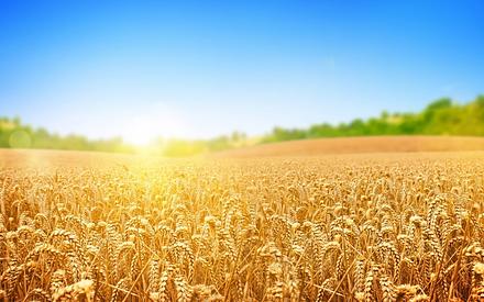 Озимая пшеница, сорт Скипетр