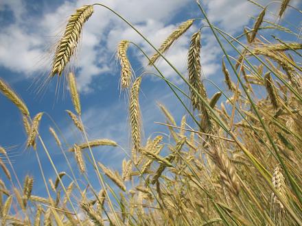 Пшеница яровая "Фаворит" - семена