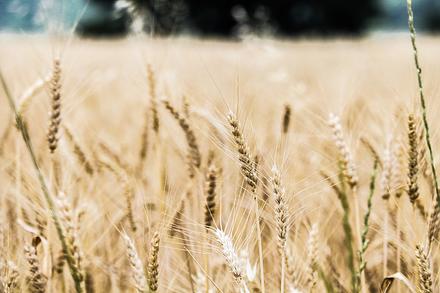Озимая пшеница, сорт Северодонецкая юбилейная