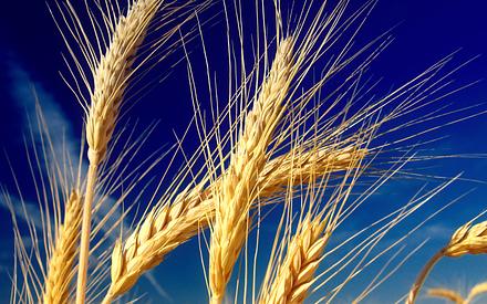 Озимая пшеница, сорт Одесская 267