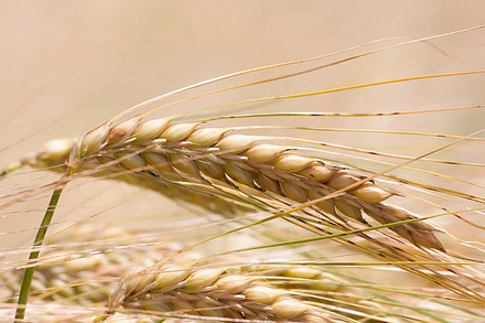 Озимая пшеница, сорт Ермак