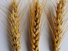Озимая пшеница, сорт Бирюза