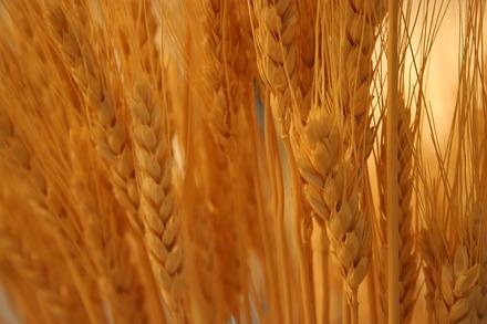 Пшеница яровая "Курская 2038" - семена