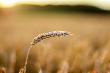 Пшеница яровая "Эстер" - семена