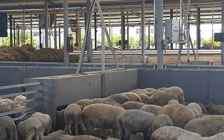 Фидлот для овец Javier Camara (Испания)