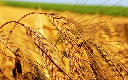Пшеница яровая "Радуга" - семена