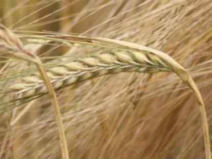 Озимая пшеница, сорт Немчиновская 24