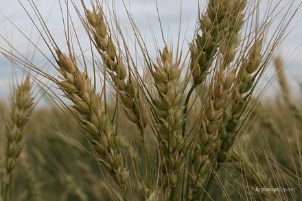 Пшеница яровая сорт "Ирень" - семена