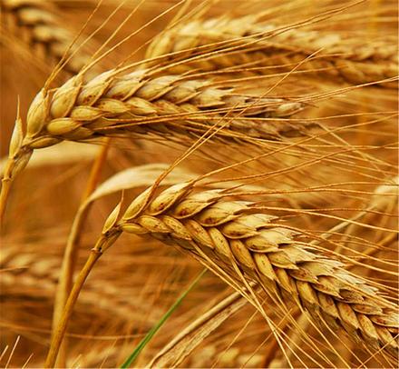 Пшеница яровая "Злата" - семена