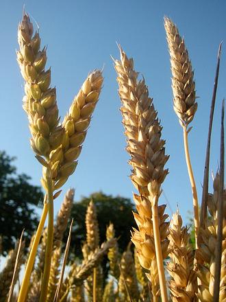 Пшеница яровая "Дарья" - семена