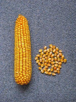 НС 118 семена гибрида кукурузы
