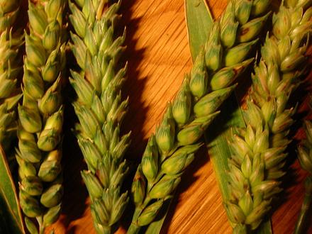 Пшеница яровая "Гранни" - семена