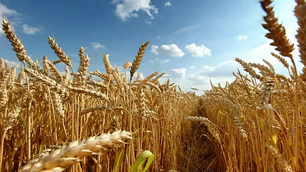 Пшеница яровая "Воронежская 12" - семена