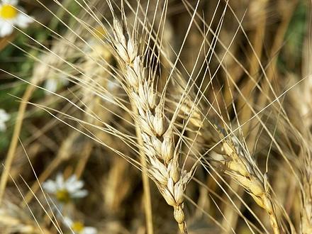 Пшеница яровая "Воронежская 18" - семена
