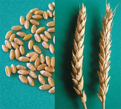 Пшеница яровая "Лебедушка" - семена