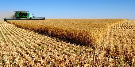 Пшеница яровая "Лада" - семена