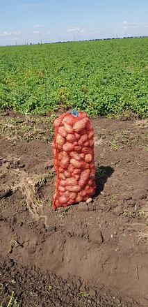 Картофель 5-8 см