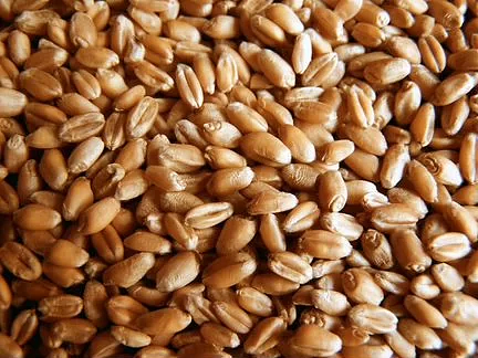 Пшеница яровая "Кинельская 61" - семена